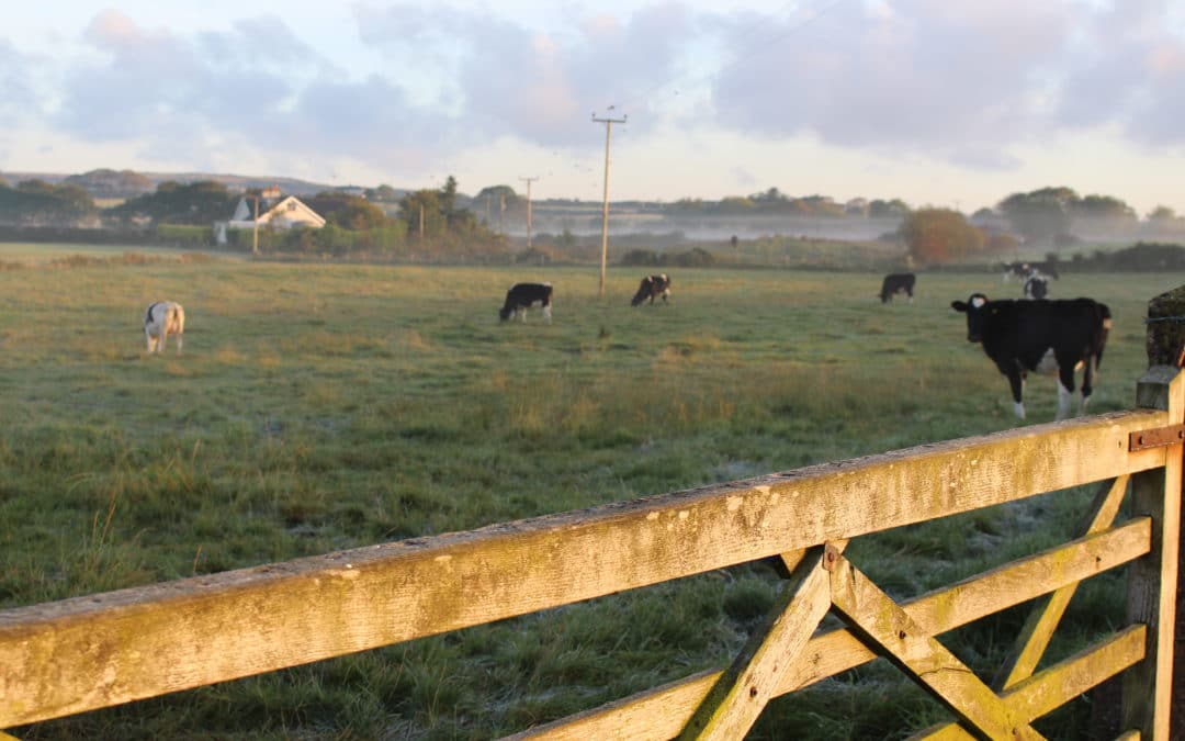 autumnal-mornings-countryside-blog-country-living-good-life-broughgammon