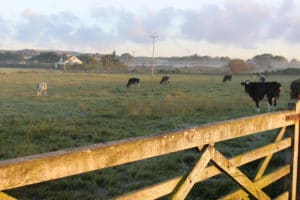 autumnal-mornings-countryside-blog-country-living-good-life-broughgammon