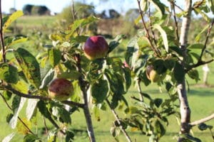 slow-lifestyle-gardening-seasonal-food-october-autumn-apples-960x640