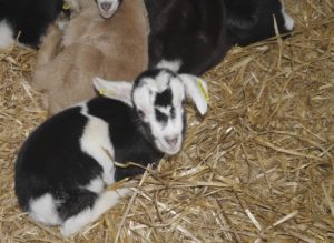 baby-kid-goat-farm-life-blog