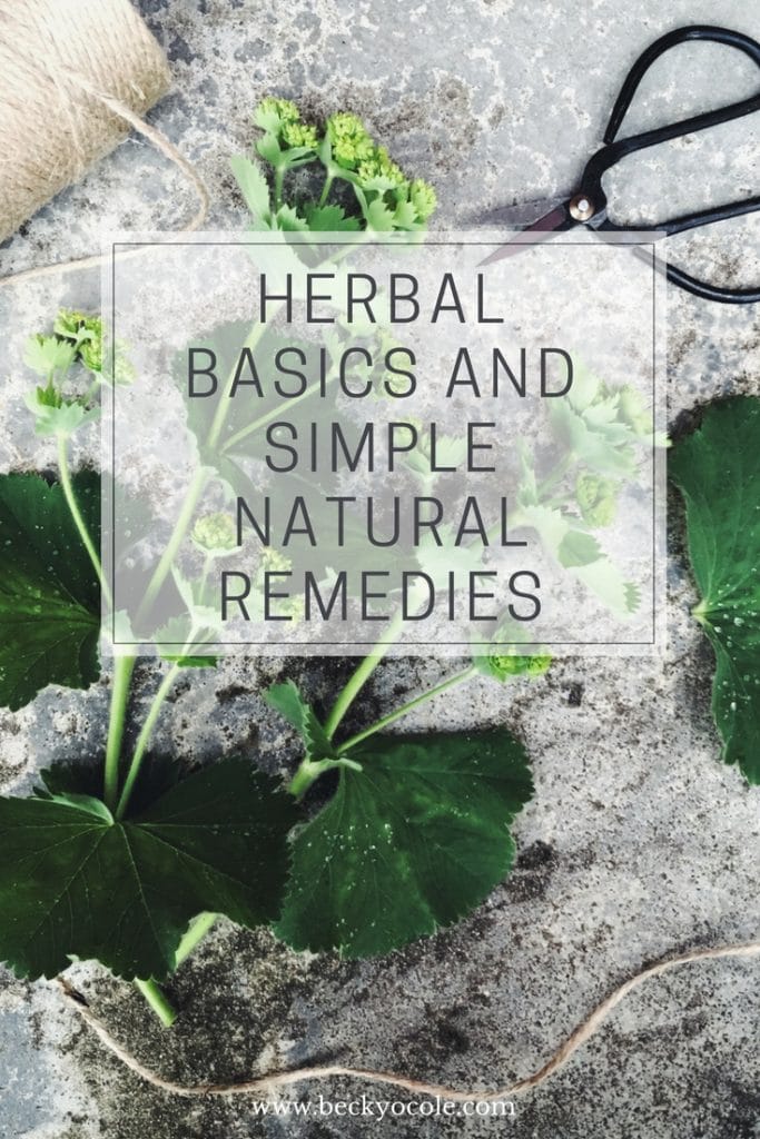 herbalism basics simple natural remedies ladys mantle