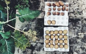 slow living guide to spring chitting potatoes