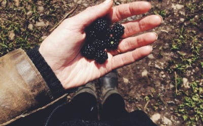 12 Things to Forage in Autumn-Sloes, Rosehips, Haws and More!