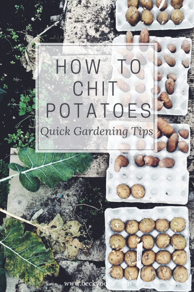 how to chit potatoes earlies