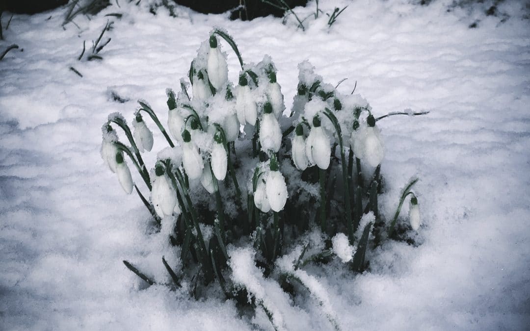 snowdrops in snow slow living february season food nature