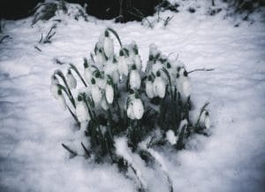 snowdrops in snow slow living february season food nature