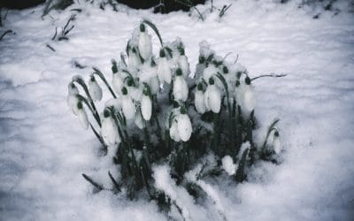 Celebrating Late Winter-A Guide to February