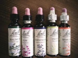 flower essences flower remedies how to use bach