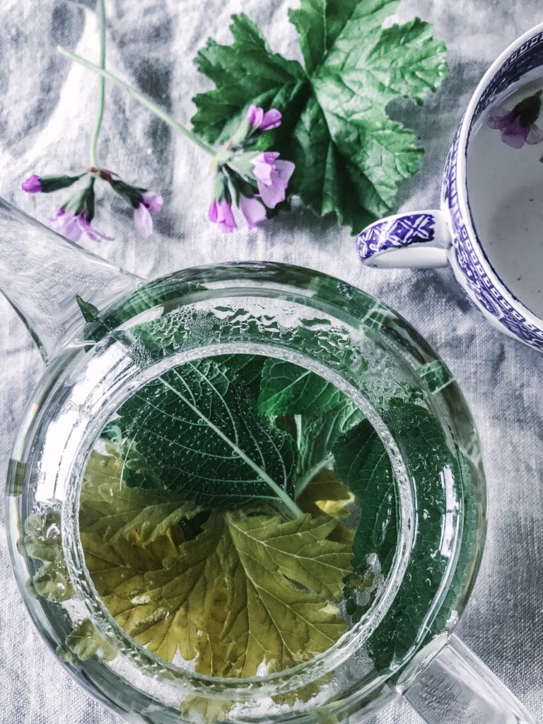 pelargonium edible recipe tea 2