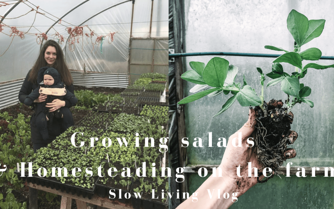 growing salads and homesteading on farm