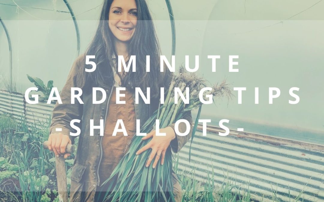 5 minute gardening shallots