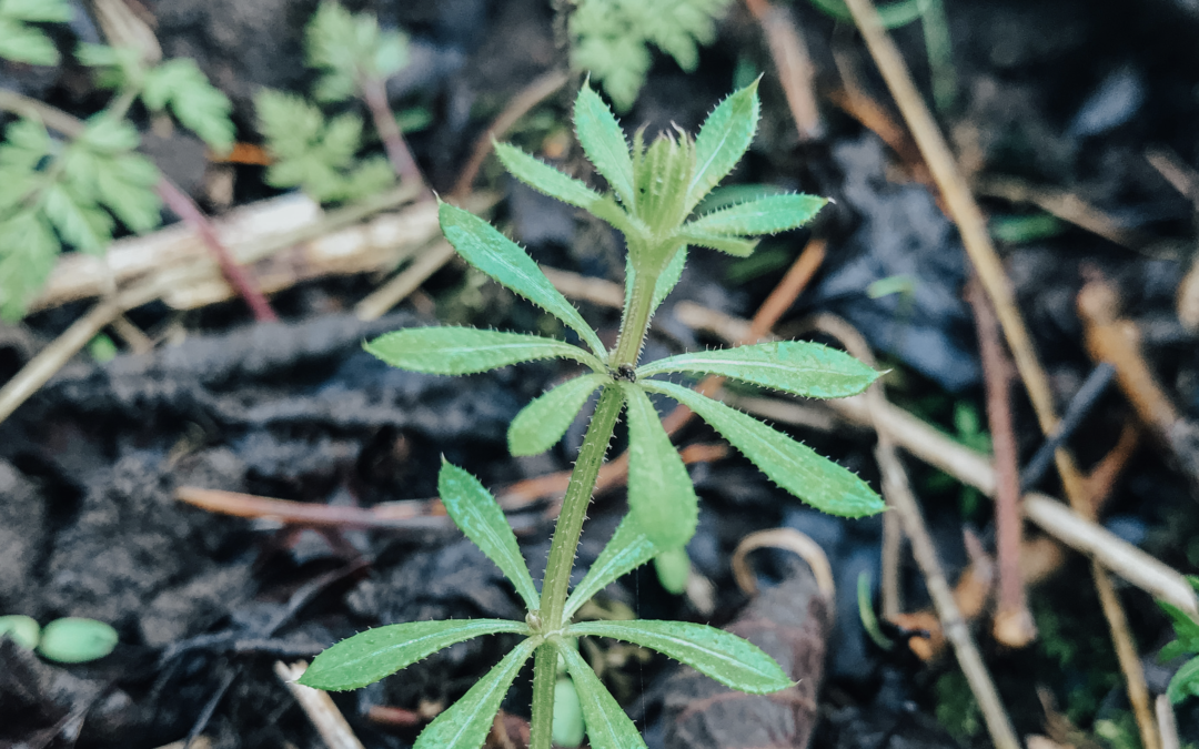 cleavers herb herbal remedy foraging 1