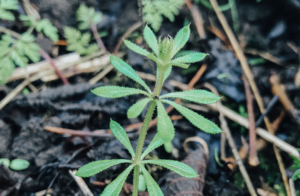cleavers herb herbal remedy foraging 1