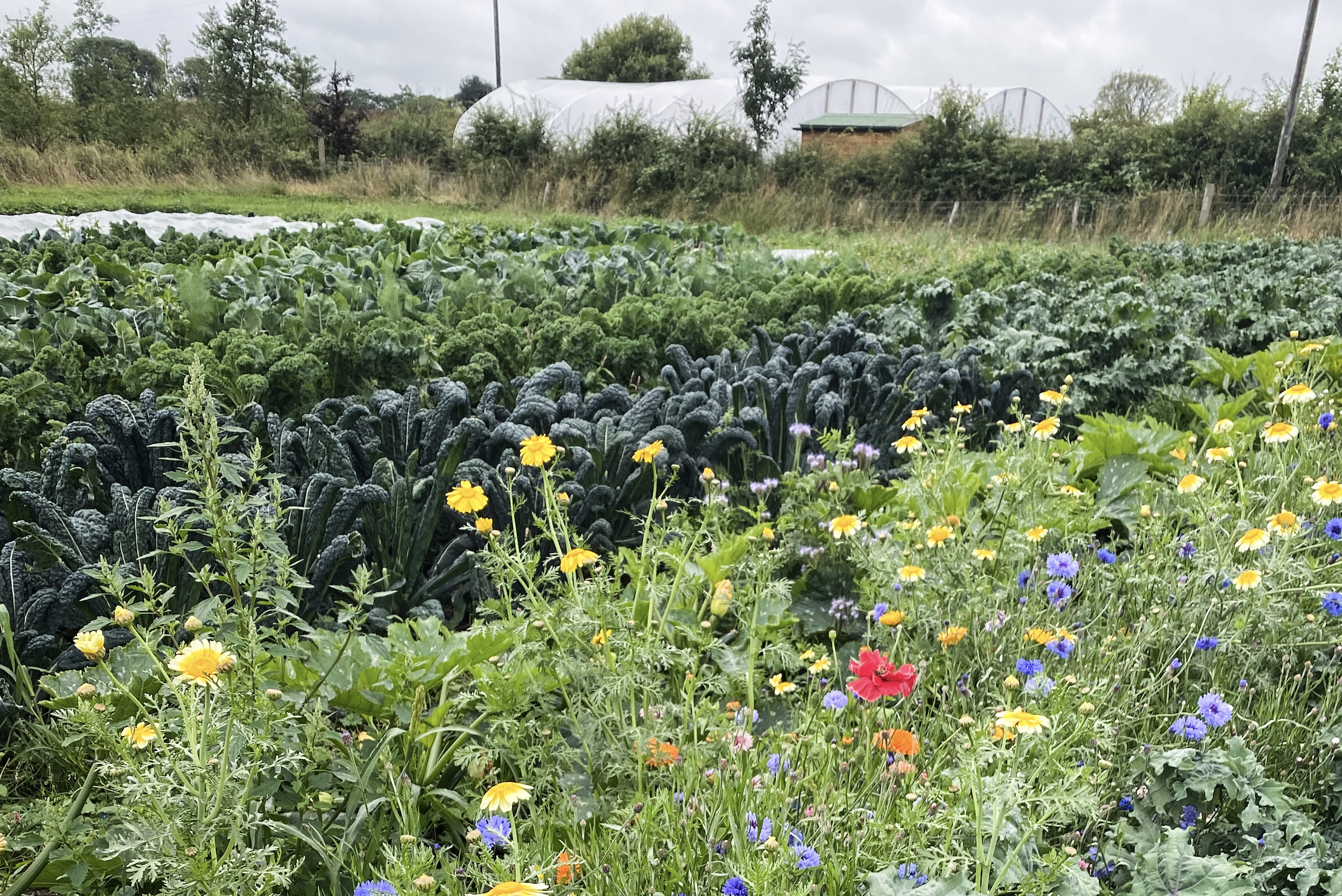becky cole permaculture regenerative gardening northern ireland