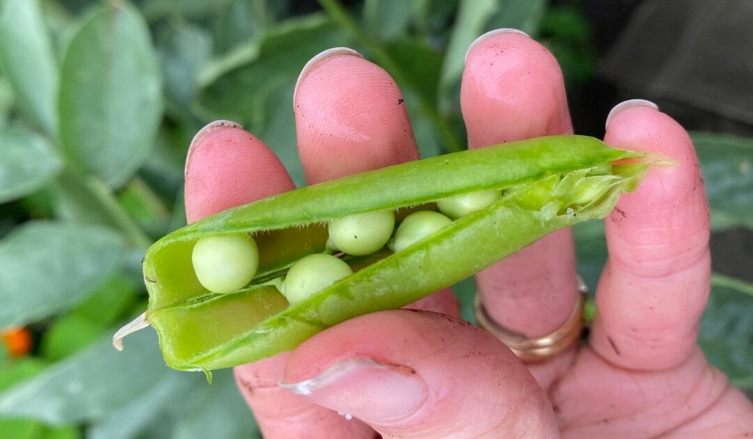 growing peas container edible window box