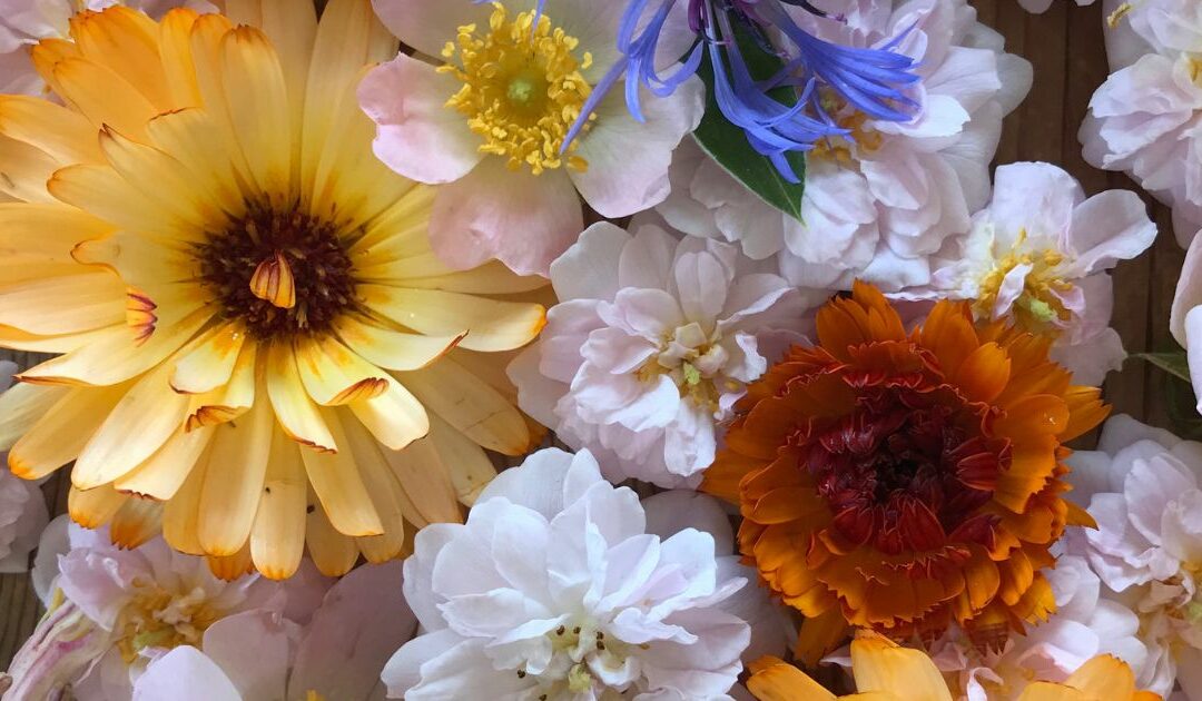 Flower Rituals-Making Blossom Essences