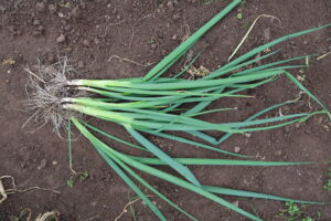 spring onions how to grow