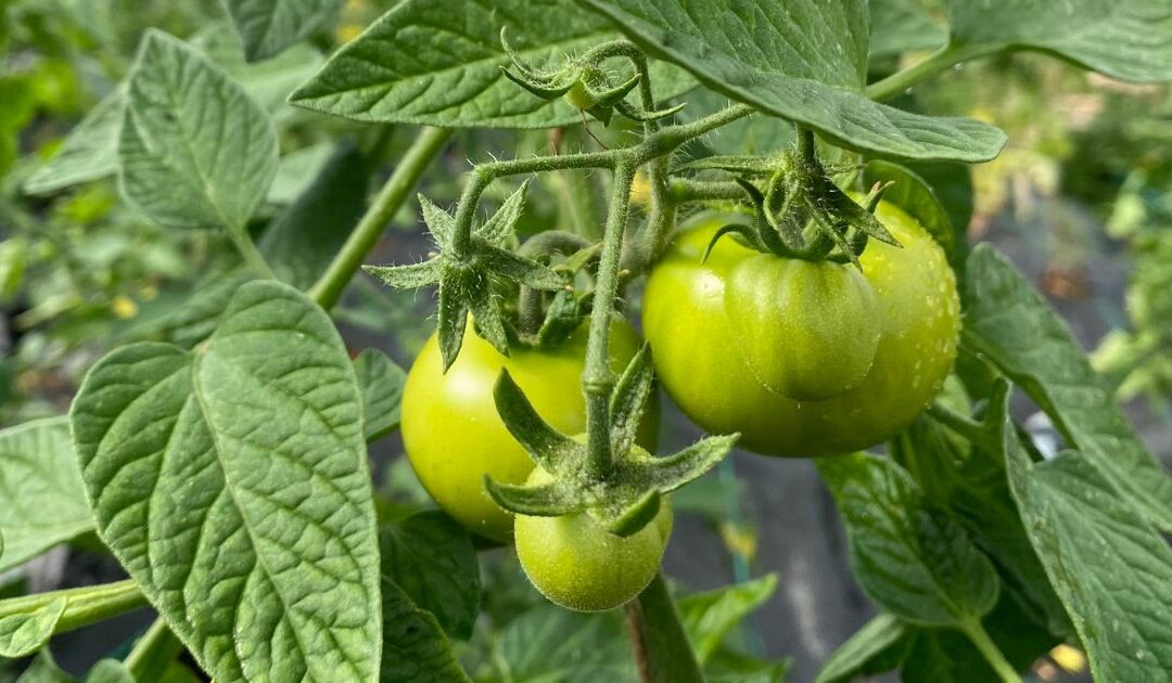 bbc radio 2 gardening guilters tomato tips