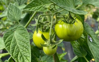 Tips for Tantalising Tomatoes