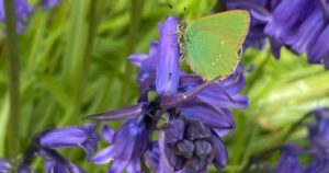 bluebells butterflies ode to may slow living