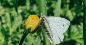 butterfly on flower uk