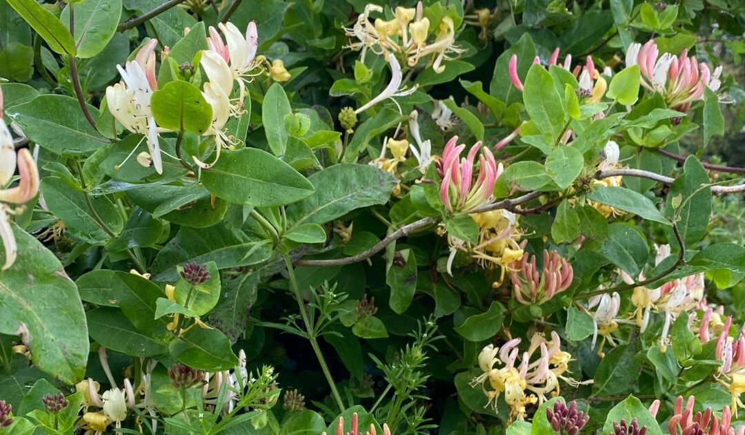 honeysuckle foraging recipe cough syrup
