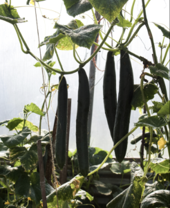 how-to-grow-cucumbers-polytunnel