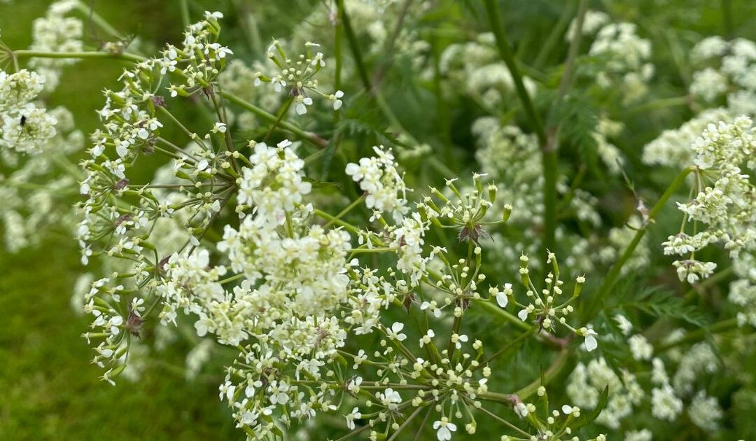 things to see nature may cow parsley