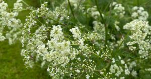 things to see nature may cow parsley